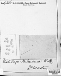 Ustilago kuhneana image